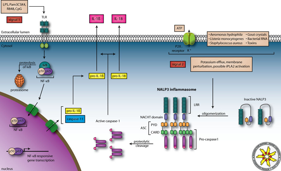 Published in Annals of the Rheumatic Diseases (2007).