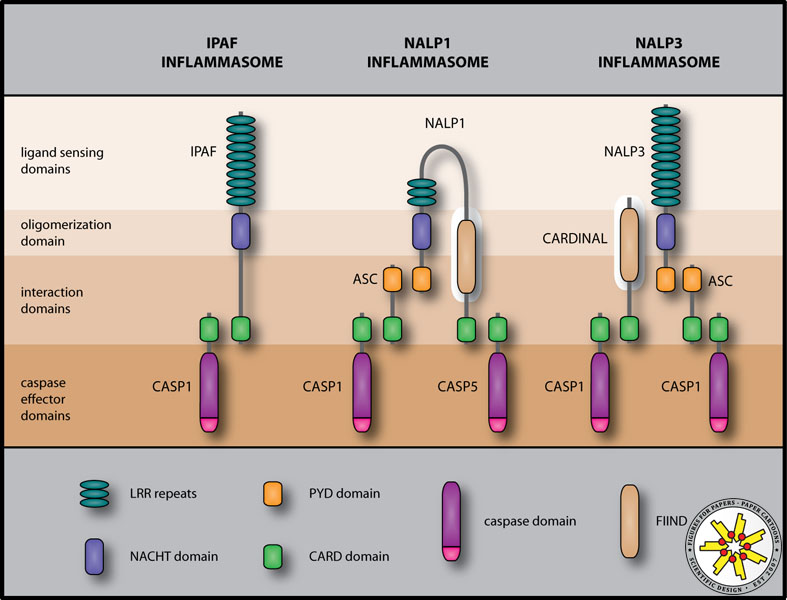 Published in Annals of the Rheumatic Diseases (2007).